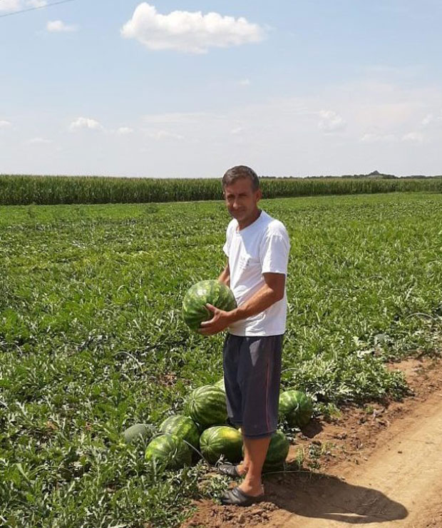 БОСТАНЏИЈЕ ЗАДОВОЉНЕ: Родило мање, али је квалитет одличан